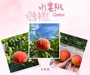 司馬庫斯水蜜桃